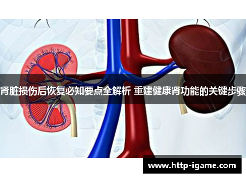 肾脏损伤后恢复必知要点全解析 重建健康肾功能的关键步骤